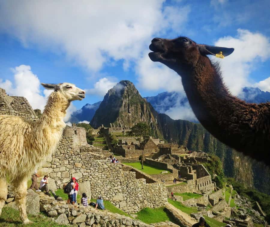 From Cusco: Machu Picchu Tour 1-Day by Train + Almuerzo - The Sum Up