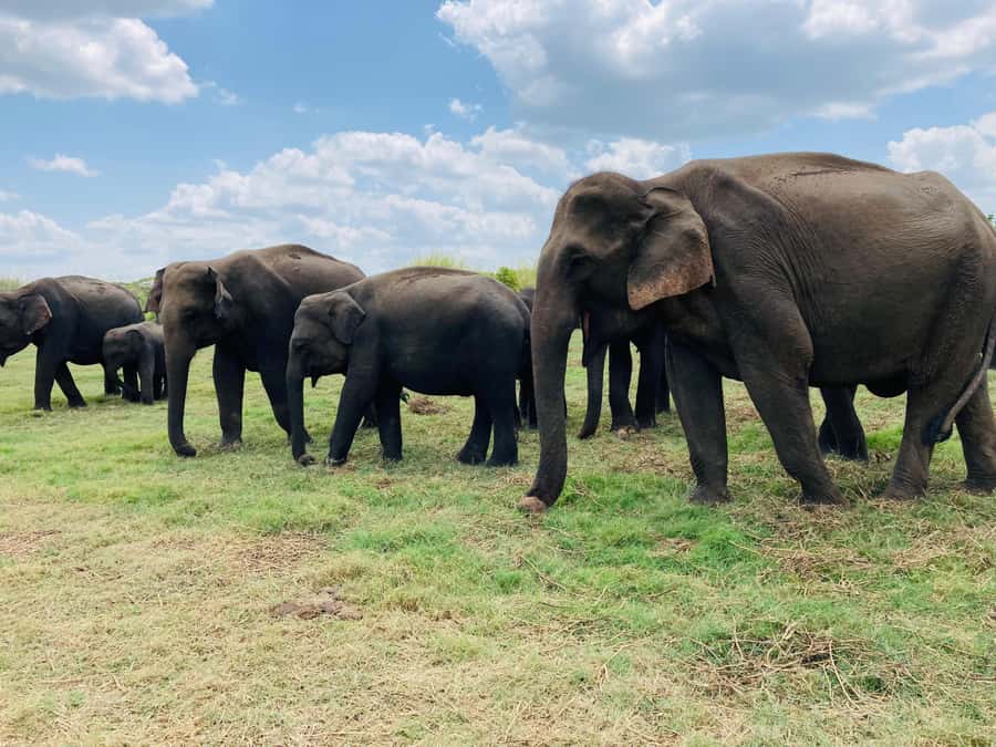 Minneriya National Park: Jeep Safari Include Entrance Fees - Why This Tour Stands Out