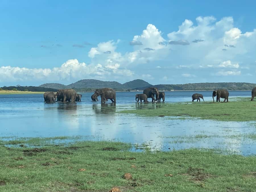Minneriya National Park: Jeep Safari Include Entrance Fees - Good To Know