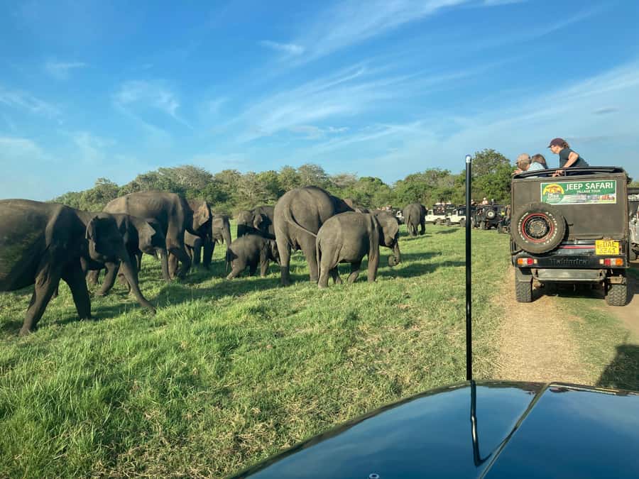 Minneriya National Park: Jeep Safari Include Entrance Fees - An In-Depth Look at the Safari Experience