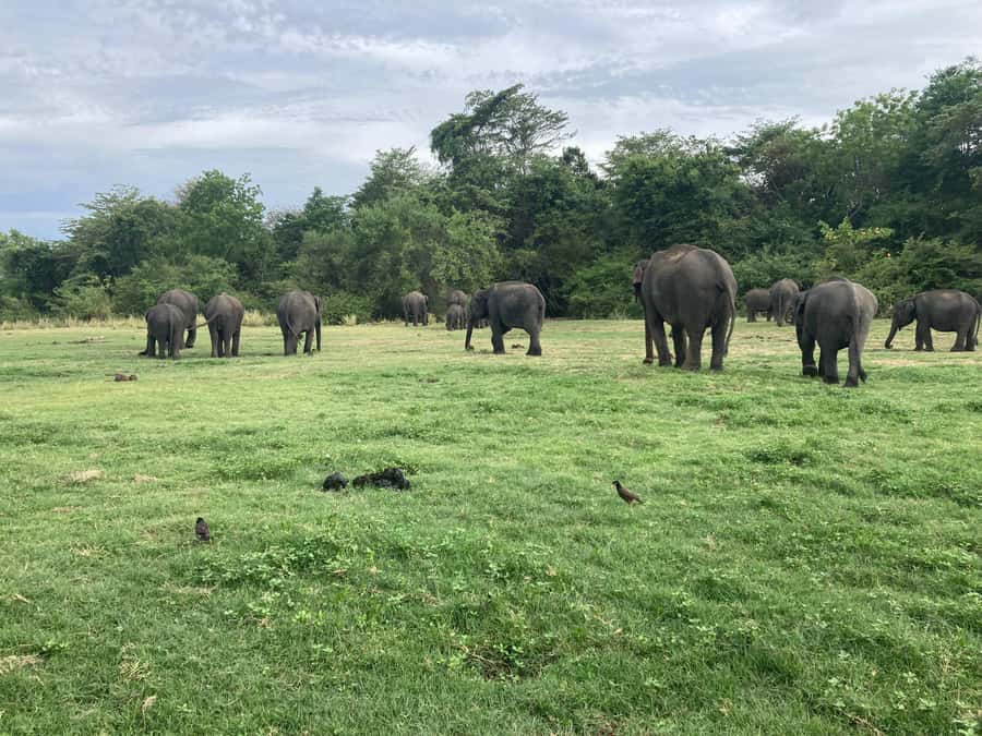 Minneriya National Park: Jeep Safari Include Entrance Fees - Final Thoughts