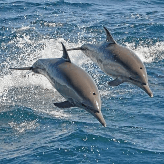 Panglao: Island Hopping w/Balicasag (Shared) - Frequently Asked Questions