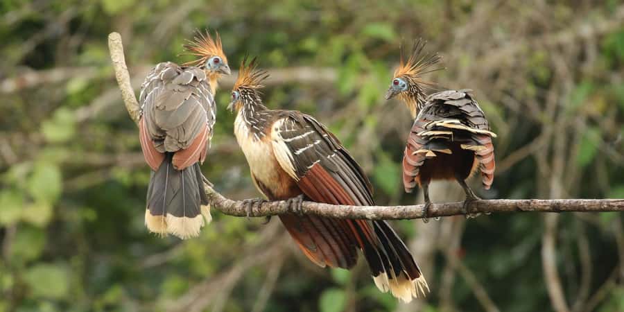 Amazonas Manu Cultural Zone 4 Days / 3 Nights - Why This Tour Offers Great Value