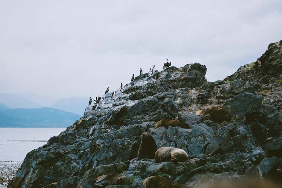 USHUAIA | Navigation: Sea Lions, Birds and Lighthouse - A Detailed Look at the Tour