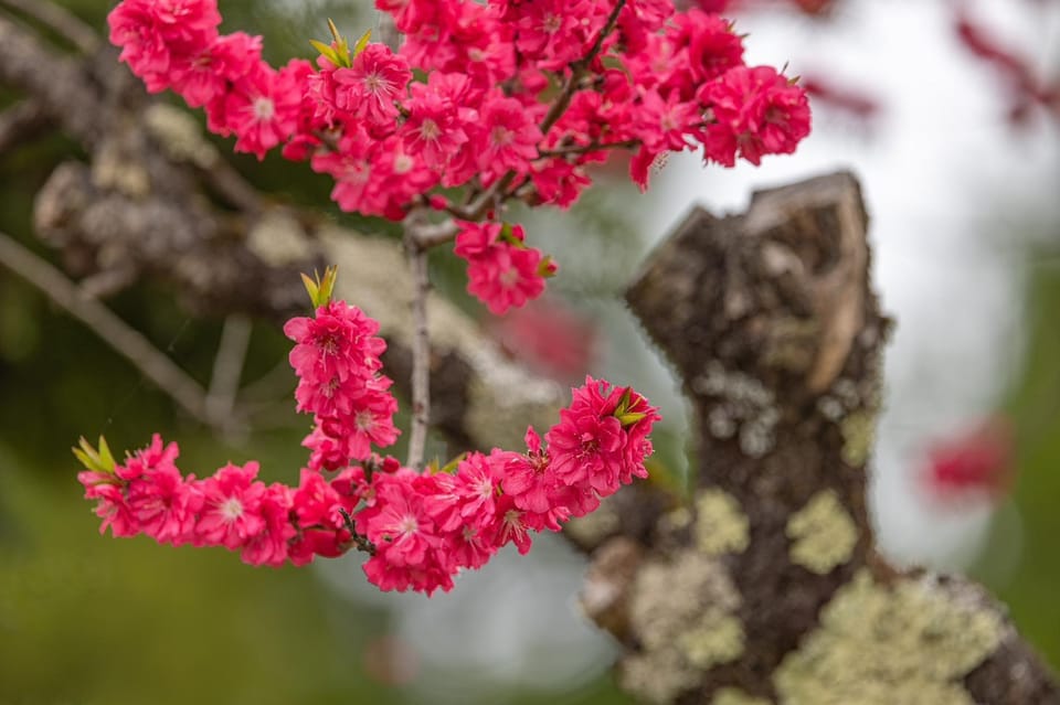 From Kanazawa/Toyama: Shirakawago and Takayama Day Tour - Cost and Value