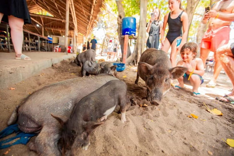 Koh Samui: Pig Island Day Tour by Speedboat - Practical Considerations and Tips