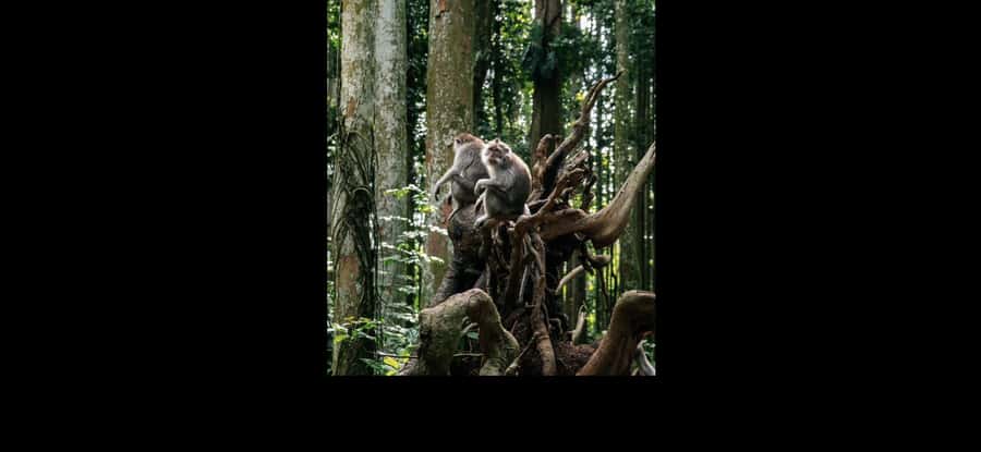 Ubud highlights experience tour - Final Thoughts