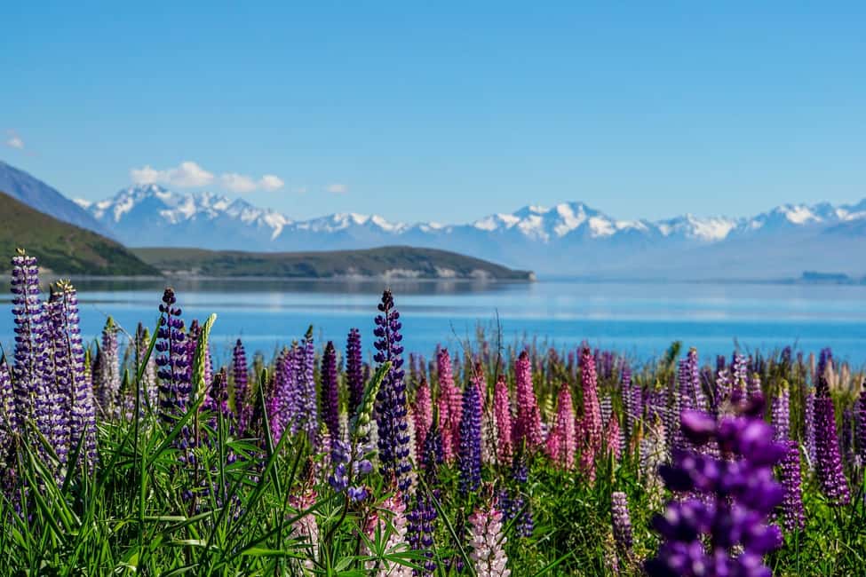 Christchurch: to Queenstown via Mt Cook 1 Way Tour - Key Points