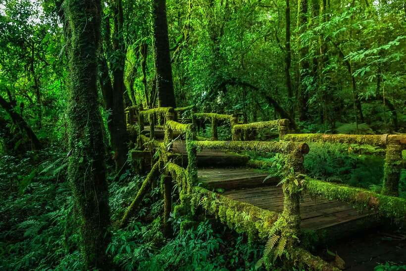 Doi Inthanon National Park & Hiking Kew Mae Pan Nature Trail - Restrictions for the Hiking Tour