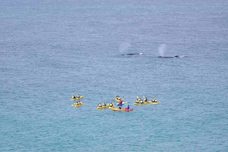 Noosa: Epic Whale Watching Ocean Kayak Tour & Beach 4X4 - Practical Tips & Considerations