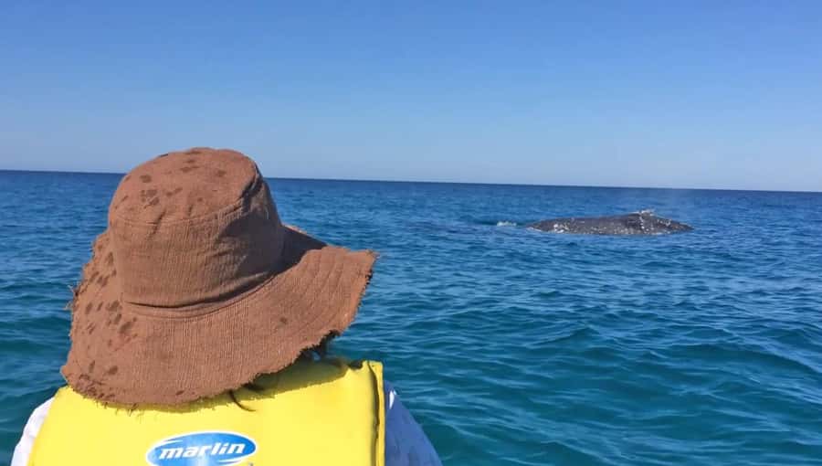 Noosa: Epic Whale Watching Ocean Kayak Tour & Beach 4X4 - The Experience in Detail