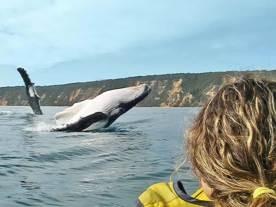Noosa: Epic Whale Watching Ocean Kayak Tour & Beach 4X4 - What Makes This Tour Stand Out?