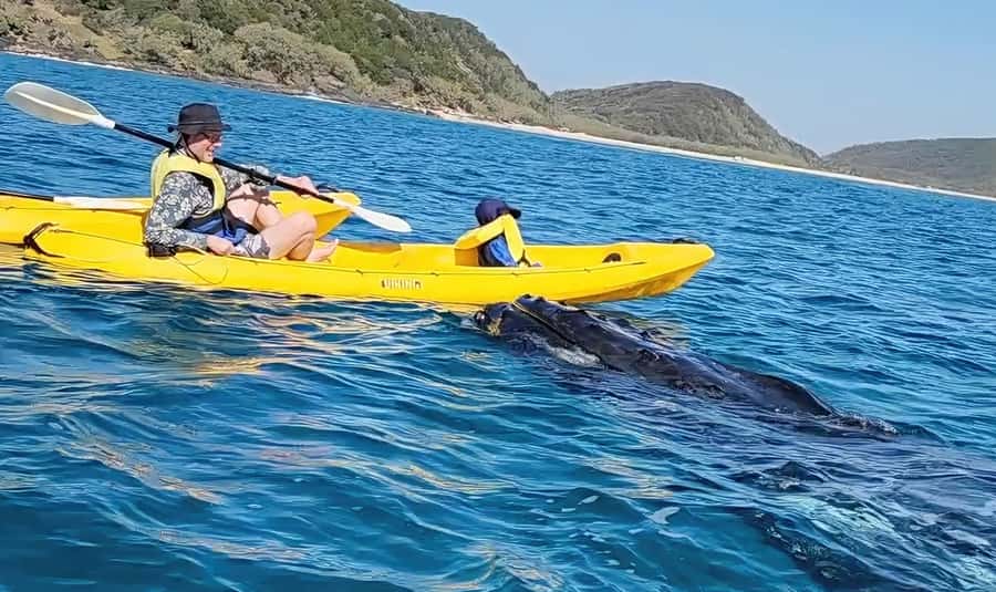 Noosa: Epic Whale Watching Ocean Kayak Tour & Beach 4X4 - Good To Know