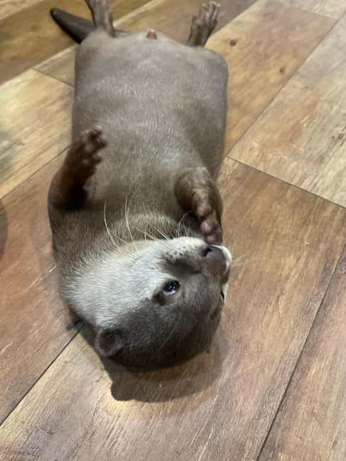 Tokyo: Meiji Jingu, Harajuku, Shibuya, and Shijuku Tour - Who Should Book This Tour?