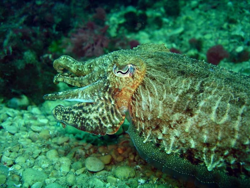 L'Escala: Introductory diving in the Montgri Nature Reserve - Key Points