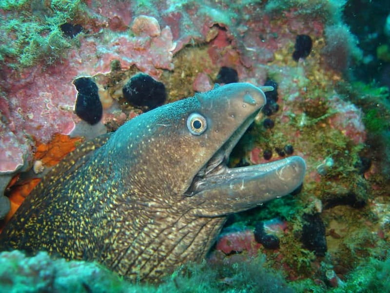 L'Escala: Introductory diving in the Montgri Nature Reserve - What’s Included and Practical Details