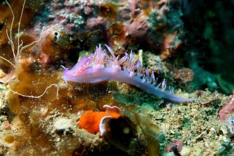 L'Escala: Introductory diving in the Montgri Nature Reserve - Who Would Enjoy This Experience Most?