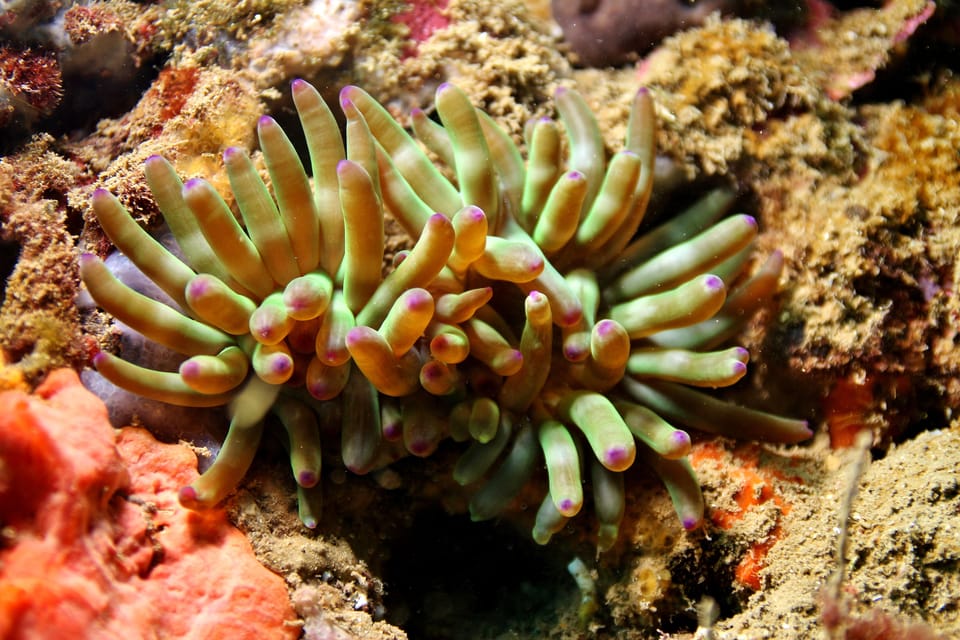 L'Escala: Introductory diving in the Montgri Nature Reserve - Frequently Asked Questions