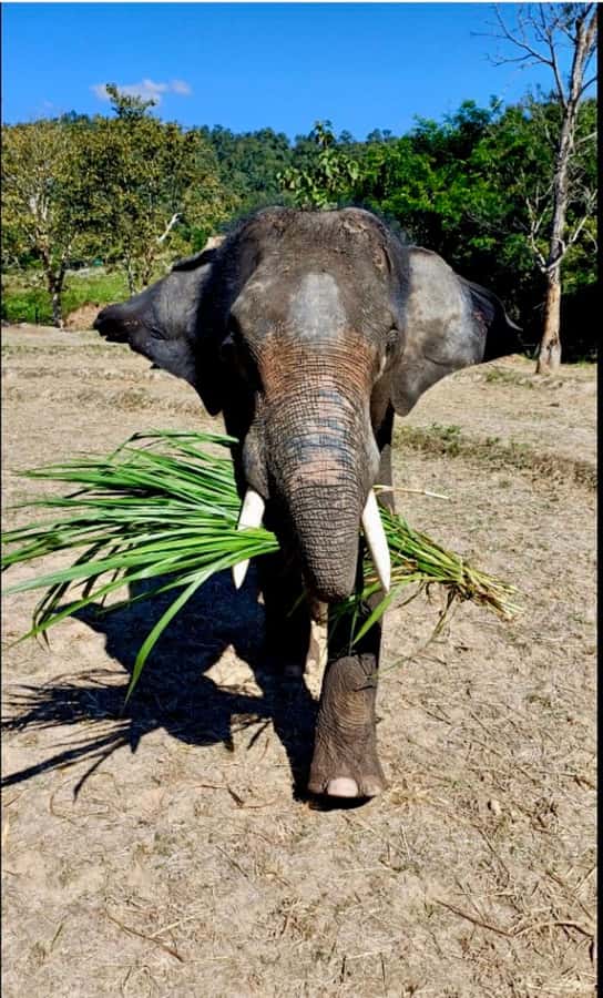 Chiang Mai: Two-day tour at the Temple of Elephants Sanctuary - Day One: From Jungle Treks to Riverside Homestay
