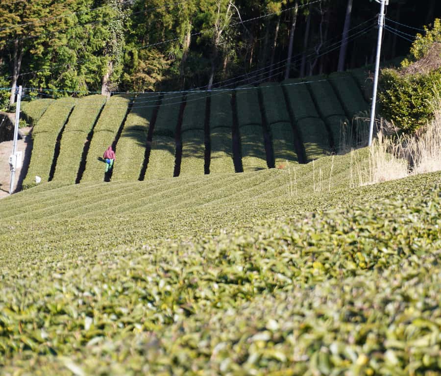 Tea Ceremony Experience - Frequently Asked Questions