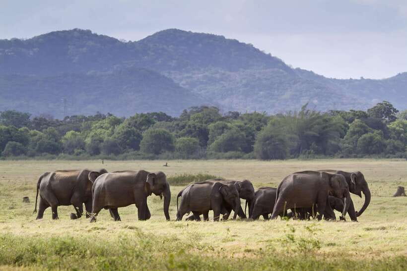 Elephant Jeep Safari at Minneriya National Park - Engaging Meta Description: