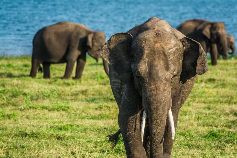 Elephant Jeep Safari at Minneriya National Park - The Itinerary Breakdown