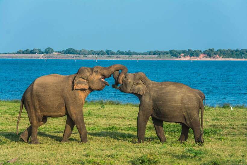 Elephant Jeep Safari at Minneriya National Park - Price & Value Analysis