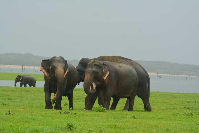 Elephant Jeep Safari at Minneriya National Park - What To Expect During Your Safari