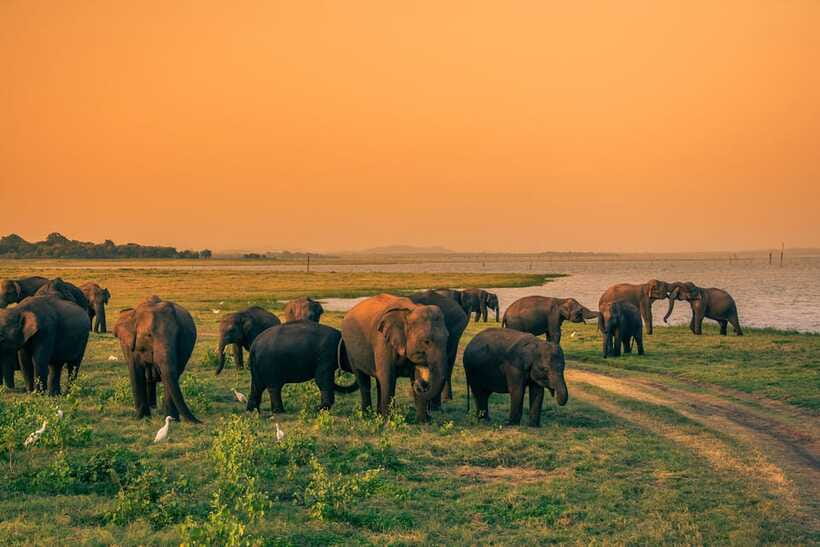 Elephant Jeep Safari at Minneriya National Park - Whats Included & Whats Not