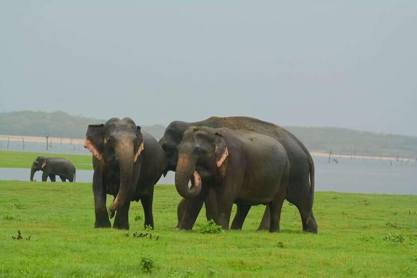 Elephant Jeep Safari at Minneriya National Park - Introduction