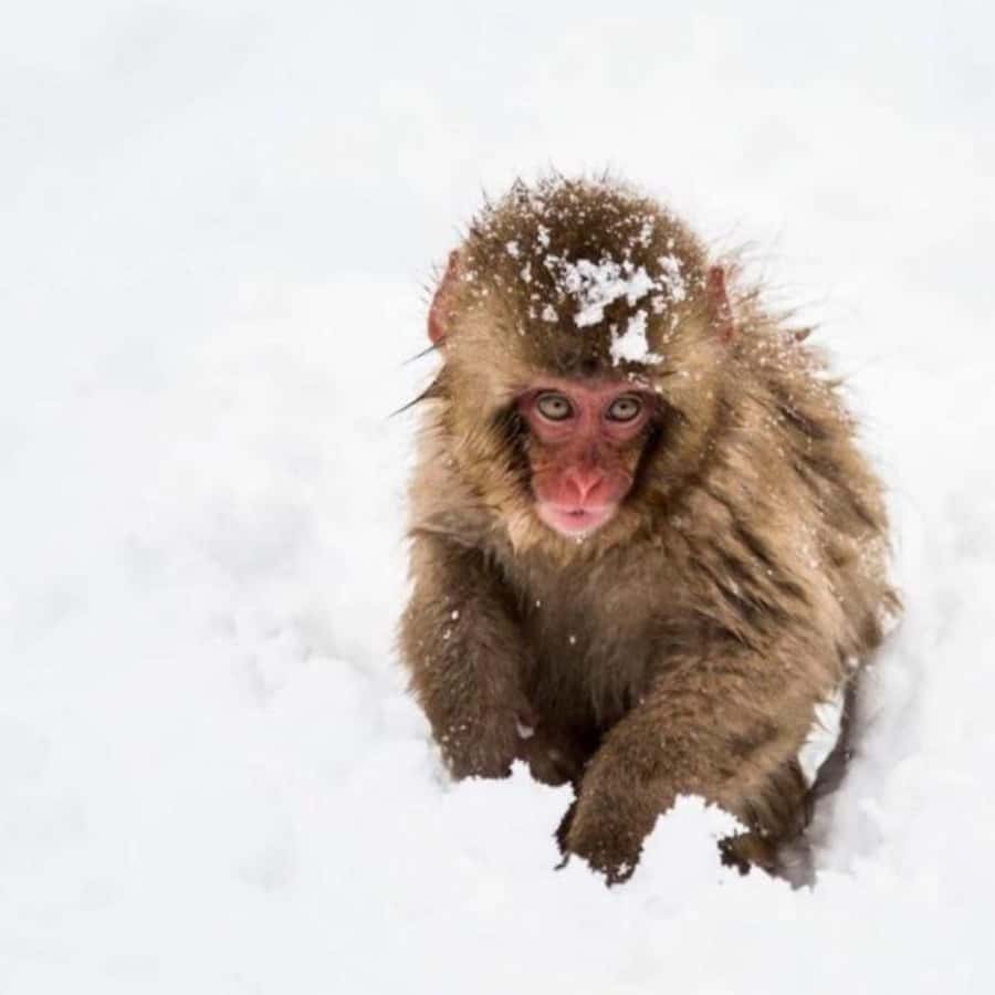 Tokyo: Snow Monkey Park and Zenkoji Temple Private Day Tour - Who Would Love This Tour?