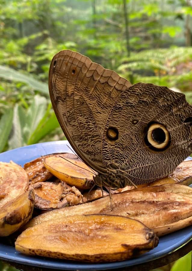 Oxapampa : Perené Natural Adventure - Amazon's Biodiversity - FAQ