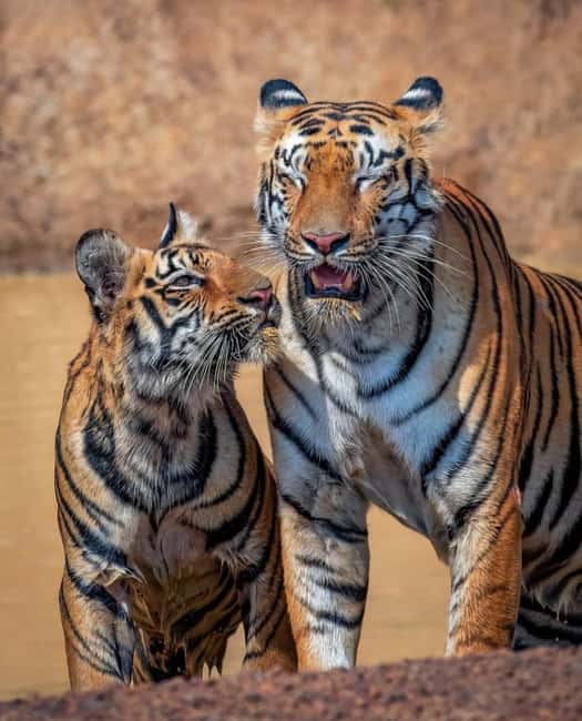 From Jaipur : 2 Days 1 Night Ranthambore Tiger Safari Tour - Why This Tour Works Well