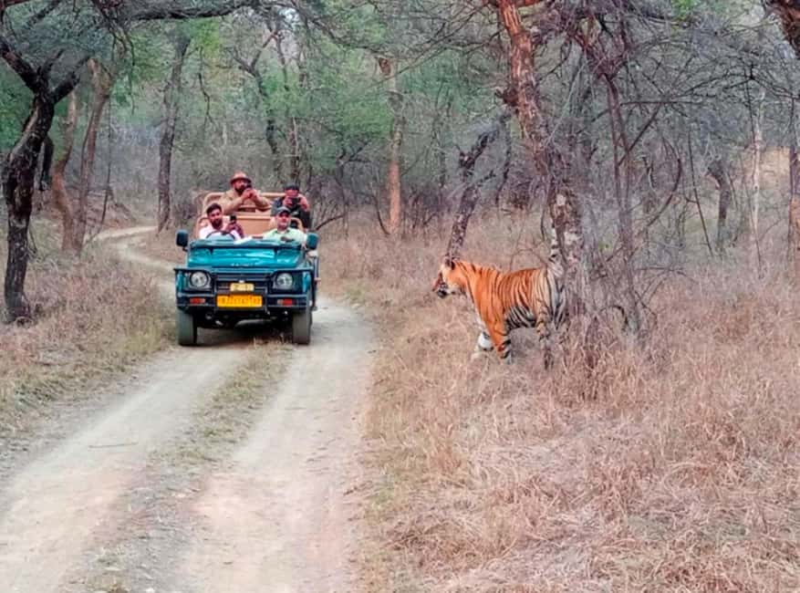 From Jaipur : 2 Days 1 Night Ranthambore Tiger Safari Tour - Real-World Insights from Travelers