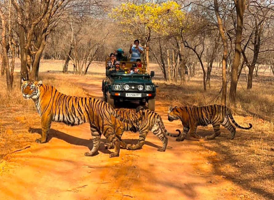 From Jaipur : 2 Days 1 Night Ranthambore Tiger Safari Tour - An Overview of the Experience