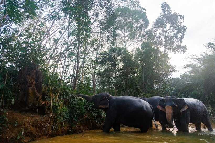 Khaolak: Elephant Sanctuary Guided Tour With Hotel Transfers - Caring for Rescued Elephants