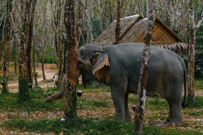 Khaolak: Elephant Sanctuary Guided Tour With Hotel Transfers - Inclusions and Important Information