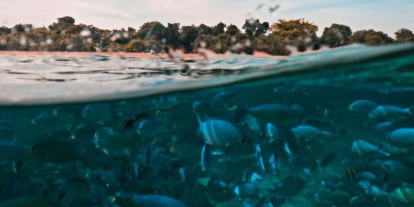 Bohol: Dolphin Watching & Balicasag Island Hopping Tour - Snorkeling at Balicasag Island