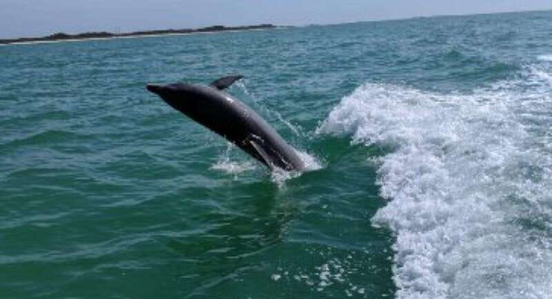 Tampa Bay: Dolphin Shelling Snorkeling Cruise - Why This Tour Might Be Perfect for You