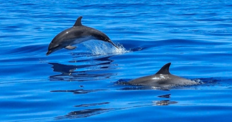 Tampa Bay: Dolphin Shelling Snorkeling Cruise - Key Points