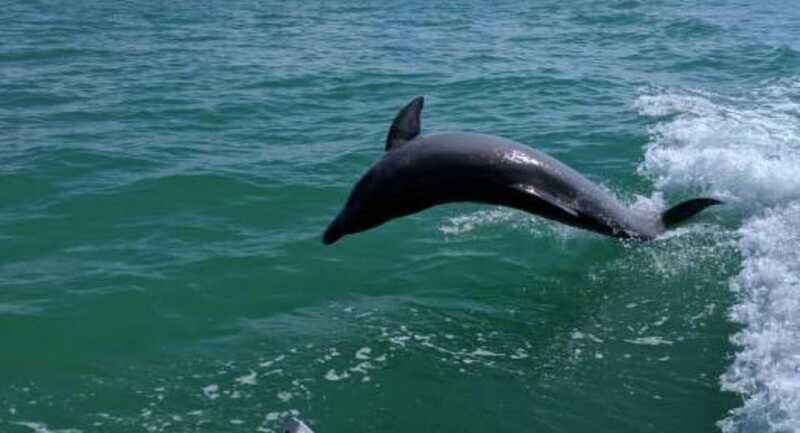 Tampa Bay: Dolphin Shelling Snorkeling Cruise - FAQ