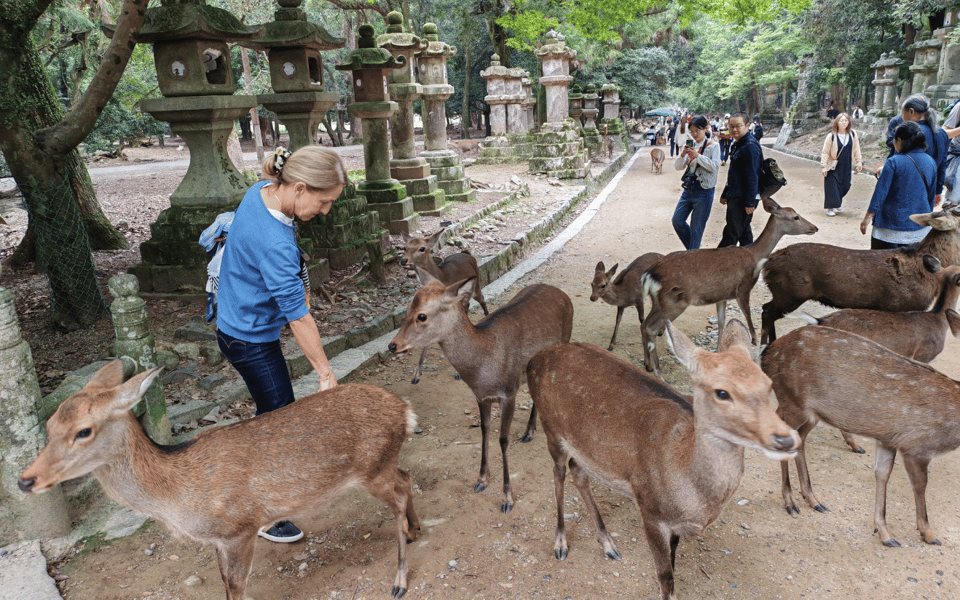 Nara: 3-Hour Guided Tour with Deer, Great Buddha & Shrines - Key Points