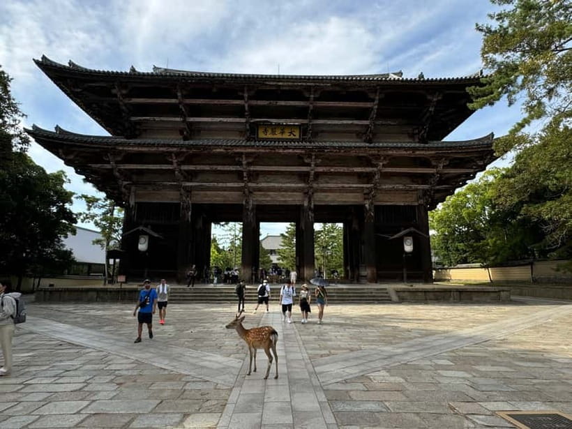 Nara: 3-Hour Guided Tour with Deer, Great Buddha & Shrines - What Travelers Are Saying