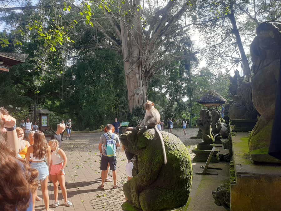 Ubud: Monkey Forest, Rice Terrace, and Waterfall - Good To Know