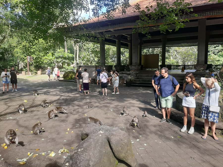 Ubud: Monkey Forest, Rice Terrace, and Waterfall - Starting the Day: Ubud Monkey Forest
