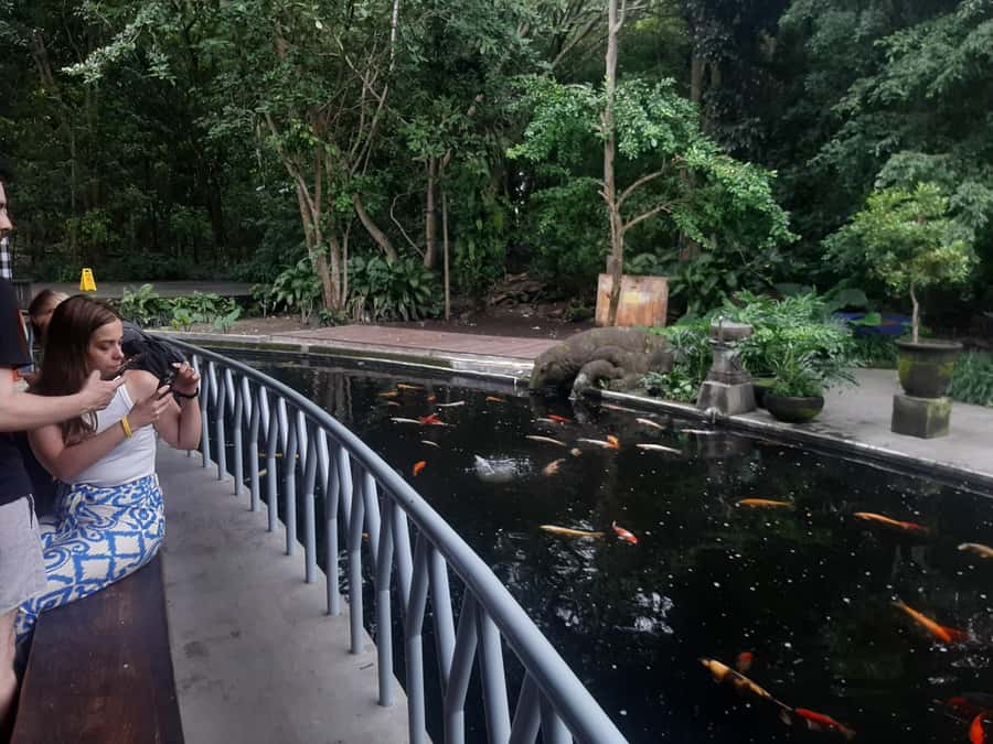 Ubud: Monkey Forest, Rice Terrace, and Waterfall - What to Bring and What to Remember