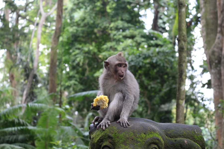 Ubud: Monkey Forest, Rice Terrace, and Waterfall - A Refreshing Stop: Blangsinga Waterfall