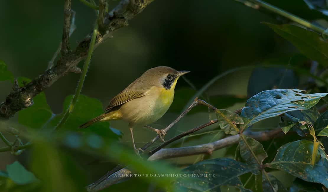 Los Haitises: Sunrise or Sunset wildlife focus - Final Thoughts