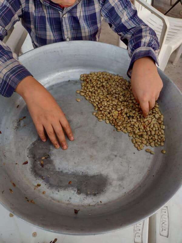 Taxco: Organic Coffee Garden Experience - The Regional Organic Food and Local Delights