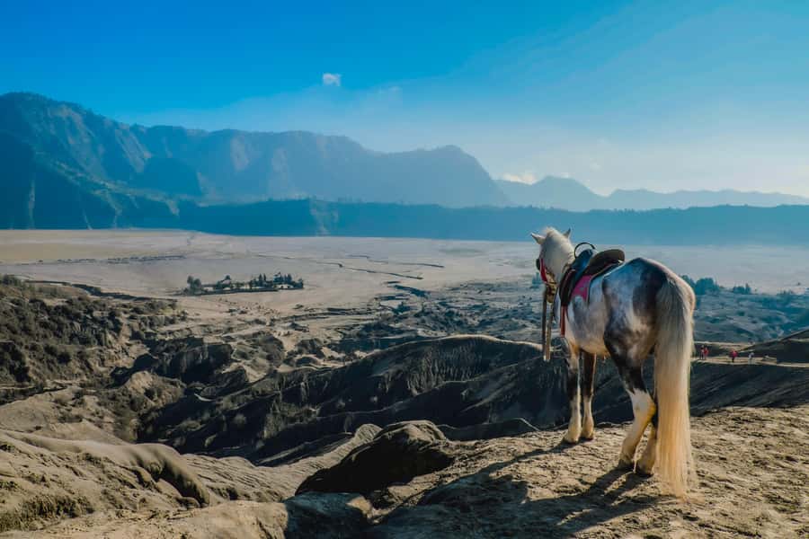 Probolinggo: Dawn Journey to Mount Ijen Sunrise Expedition - FAQs